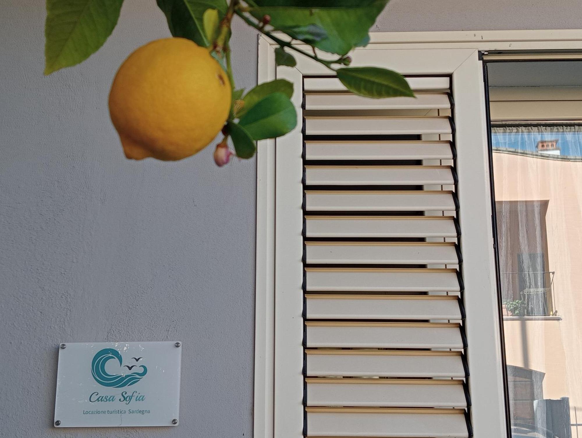 Casa Sofia Daire Tertenìa Dış mekan fotoğraf